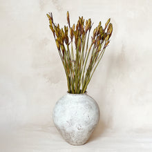 Load image into Gallery viewer, Yucca Pot