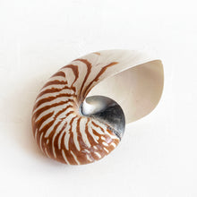 Load image into Gallery viewer, Vintage Chambered Tiger Shell