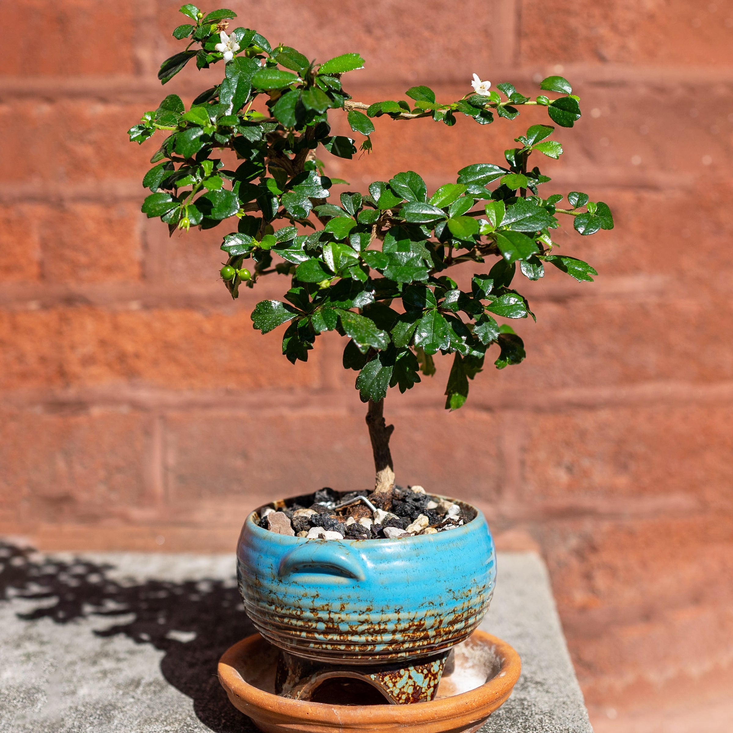 Bonsai + Kokedama Demo with Eberly Sensei!