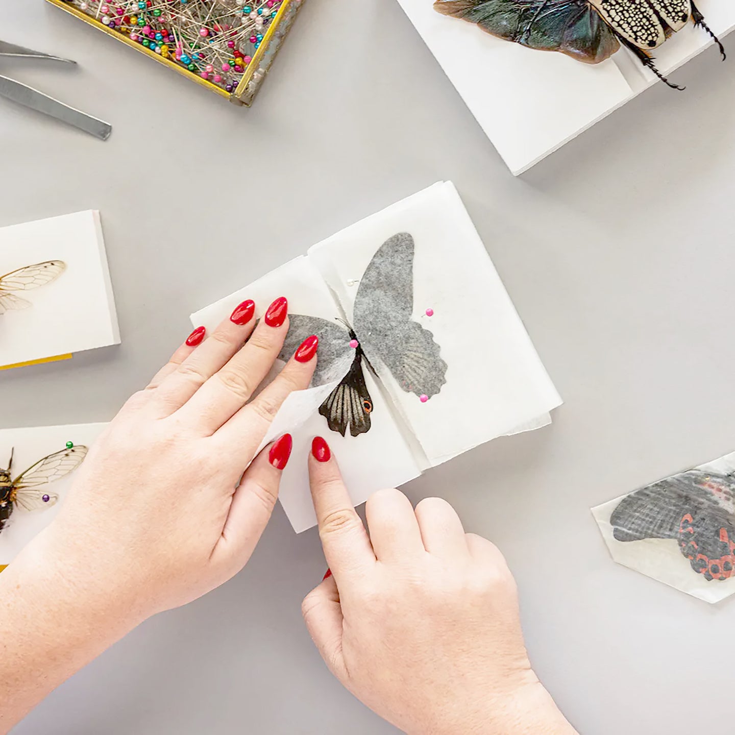 Butterfly Pinning Workshop