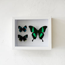 Load image into Gallery viewer, Framed Butterfly &amp; Moth Specimens