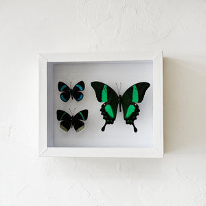 Framed Butterfly & Moth Specimens