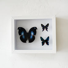 Load image into Gallery viewer, Framed Butterfly &amp; Moth Specimens