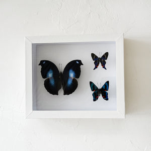 Framed Butterfly & Moth Specimens