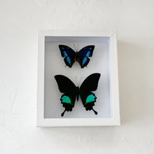 Load image into Gallery viewer, Framed Butterfly &amp; Moth Specimens