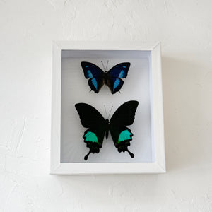 Framed Butterfly & Moth Specimens