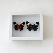 Load image into Gallery viewer, Framed Butterfly &amp; Moth Specimens