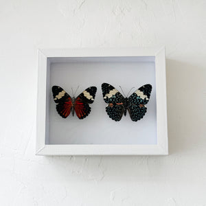 Framed Butterfly & Moth Specimens