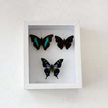 Load image into Gallery viewer, Framed Butterfly &amp; Moth Specimens