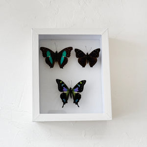 Framed Butterfly & Moth Specimens