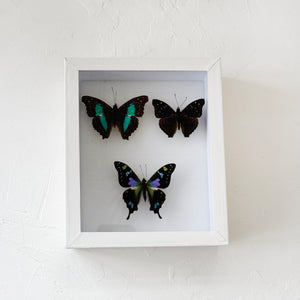 Framed Butterfly & Moth Specimens