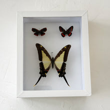 Load image into Gallery viewer, Framed Butterfly &amp; Moth Specimens