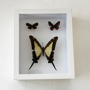 Framed Butterfly & Moth Specimens