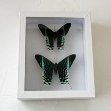 Load image into Gallery viewer, Framed Butterfly &amp; Moth Specimens