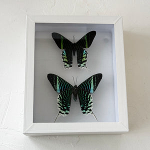 Framed Butterfly & Moth Specimens