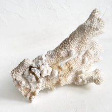 Load image into Gallery viewer, Vintage Cat&#39;s Paw Coral
