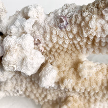 Load image into Gallery viewer, Vintage Cat&#39;s Paw Coral