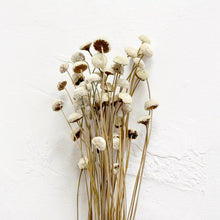 Load image into Gallery viewer, Dried White Mushroom Flower