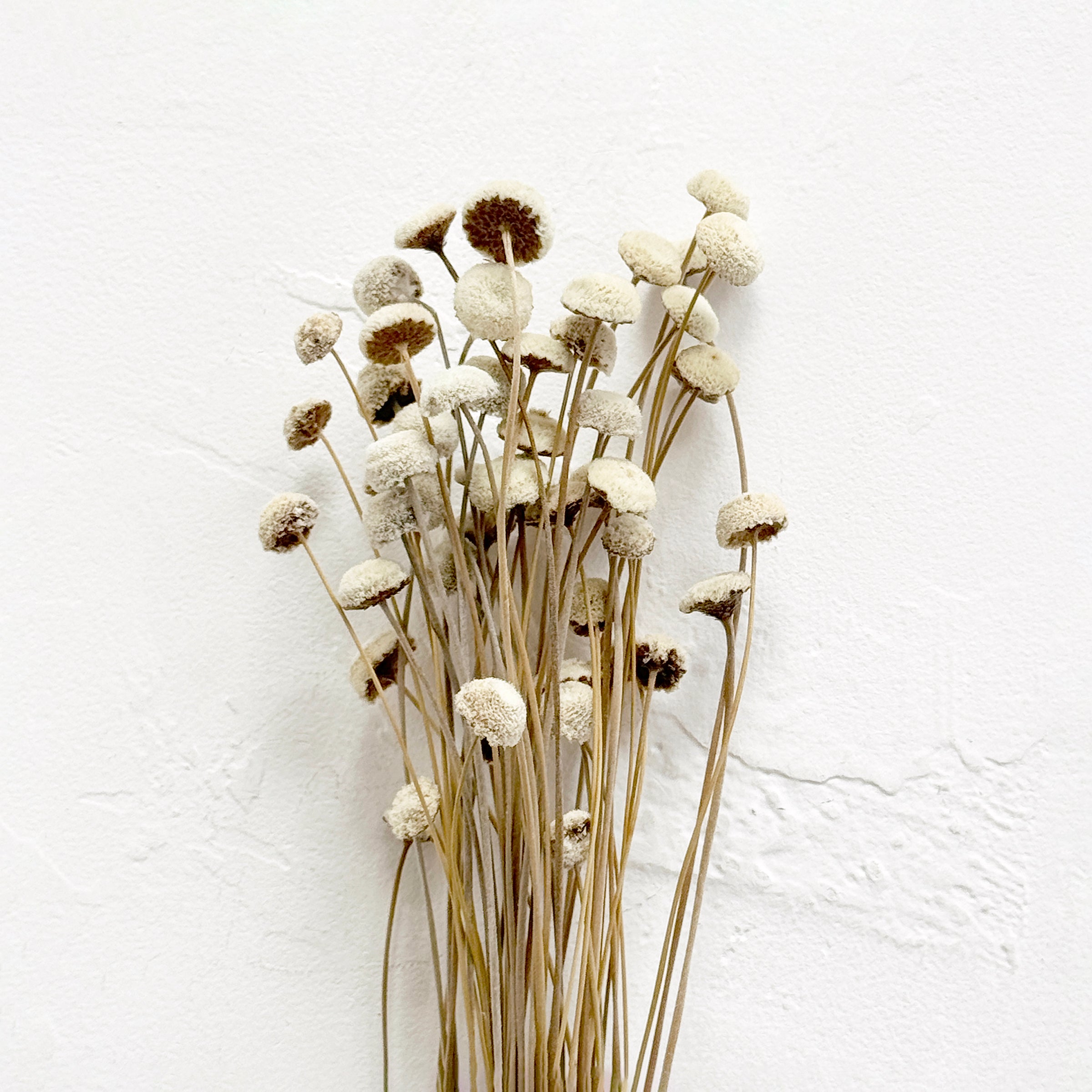 Dried White Mushroom Flower