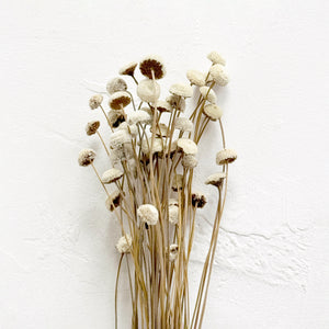 Dried White Mushroom Flower