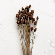 Load image into Gallery viewer, Dried Pinecone Branch