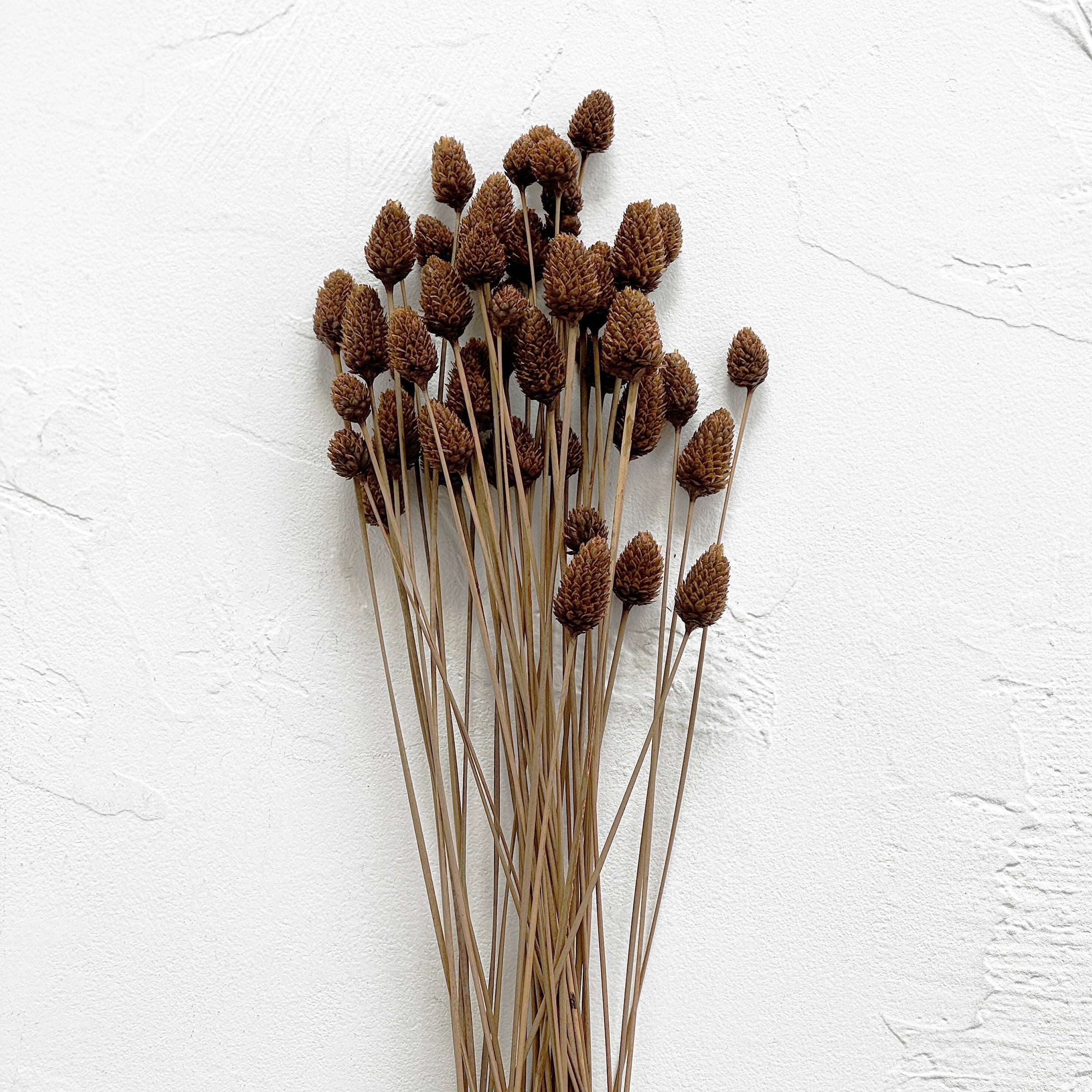 Dried Pinecone Branch