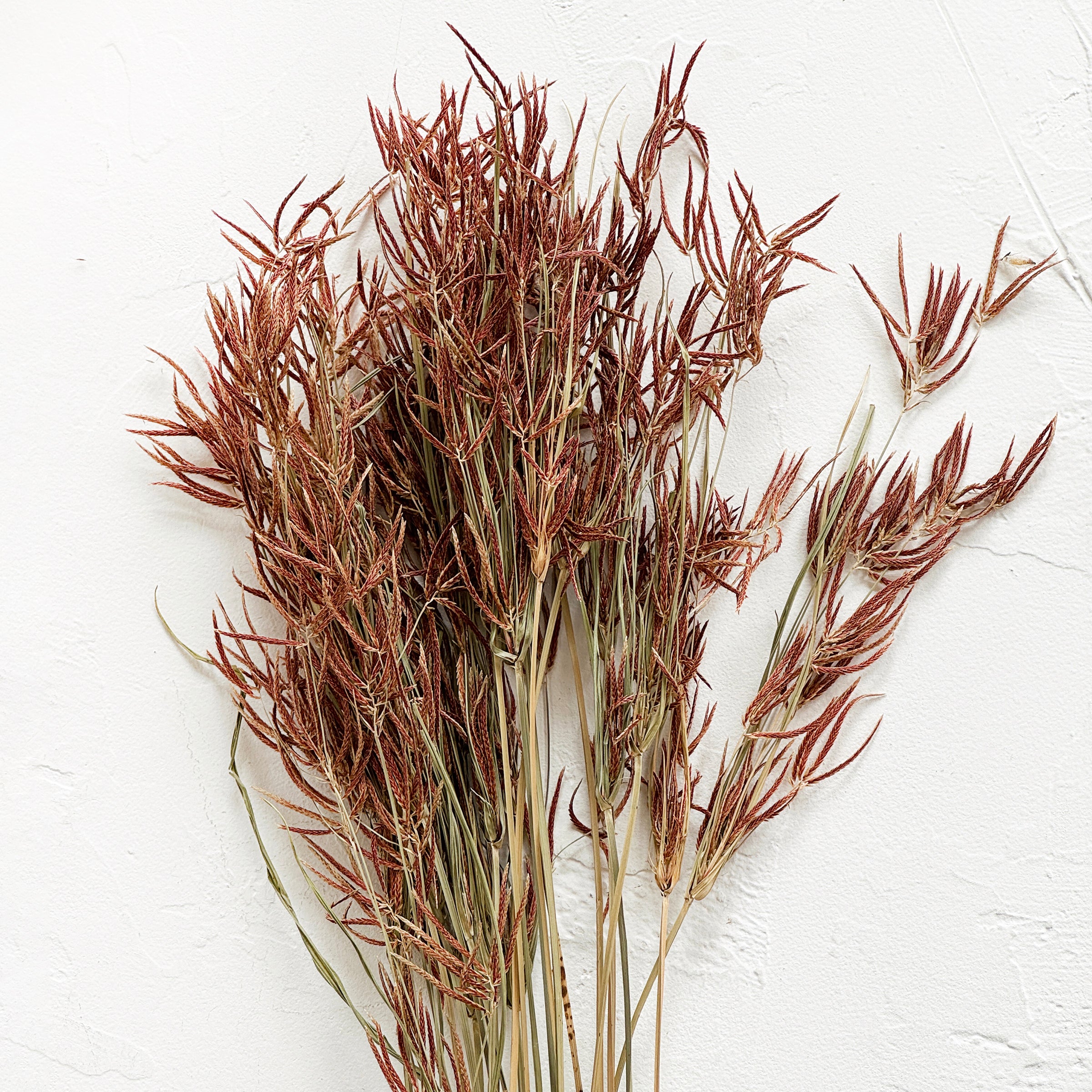 Dried Rice Field Weed