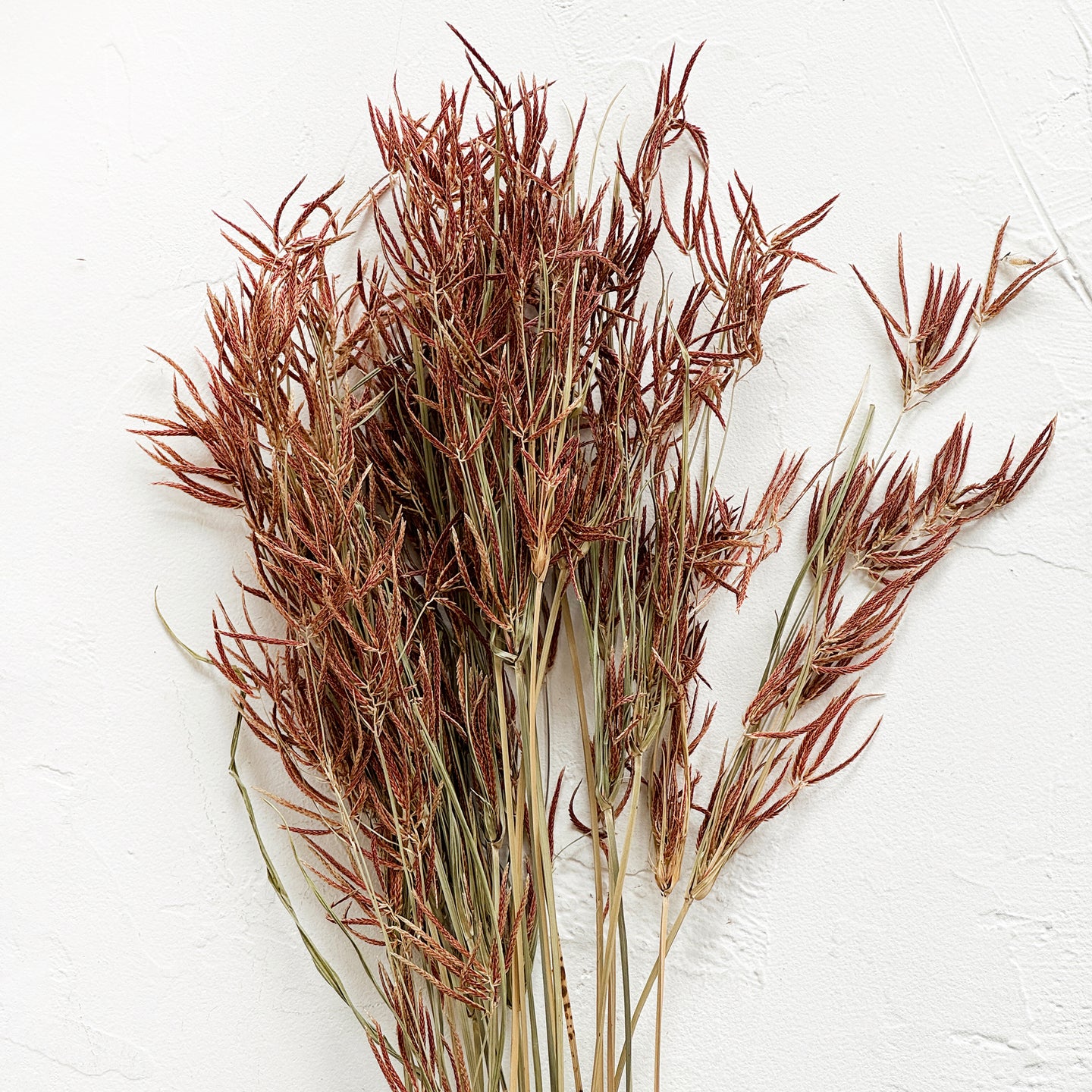 Dried Rice Field Weed