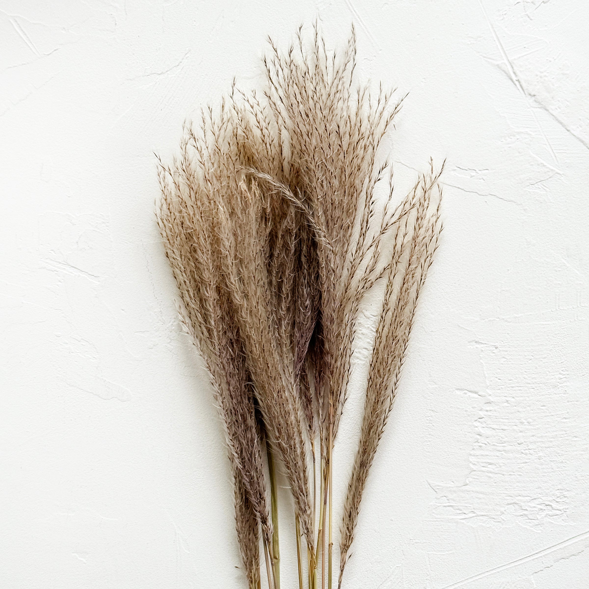 Dried Fine Root Pampas
