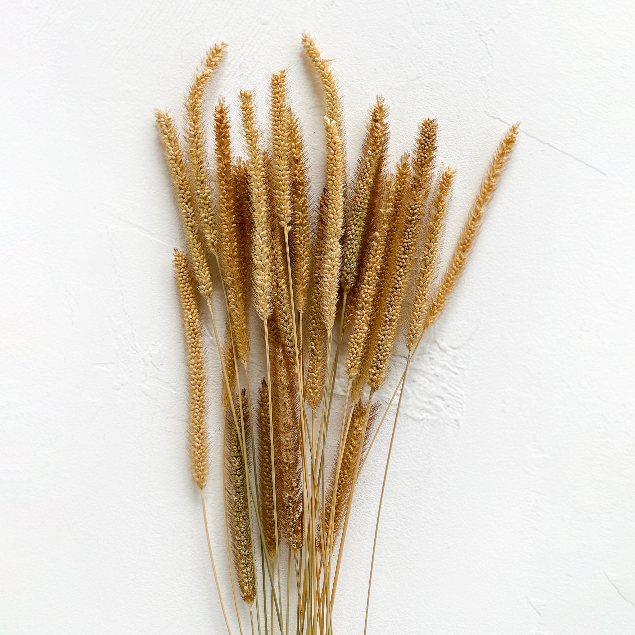 Dried Golden Grass