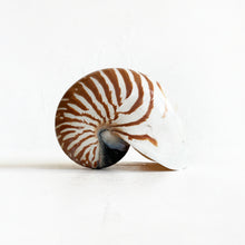 Load image into Gallery viewer, Vintage Chambered Tiger Shell