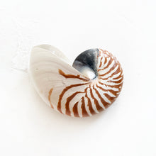 Load image into Gallery viewer, Vintage Chambered Tiger Shell