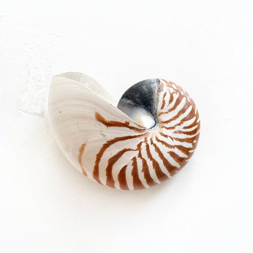Vintage Chambered Tiger Shell