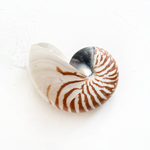 Vintage Chambered Tiger Shell