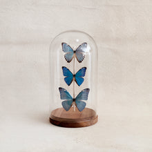 Load image into Gallery viewer, Domed Butterly Specimen