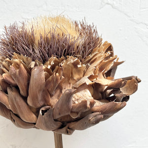 Giant Dried Bloomed Artichoke