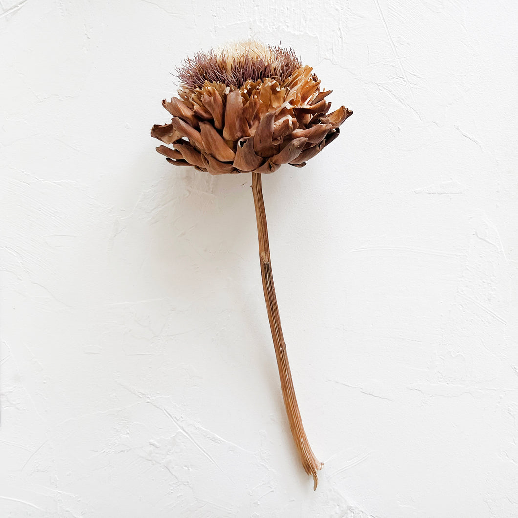 Giant Dried Bloomed Artichoke