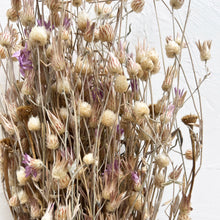 Load image into Gallery viewer, Dried Creeping Thistle