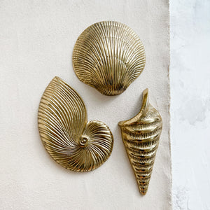 Vintage Nautilus Shell