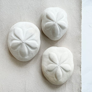 Biscuit Sand Dollar