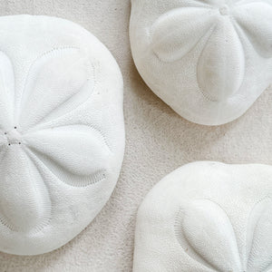 Biscuit Sand Dollar