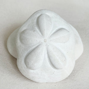 Biscuit Sand Dollar