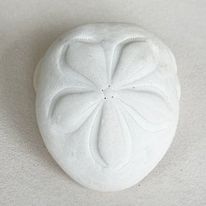 Biscuit Sand Dollar