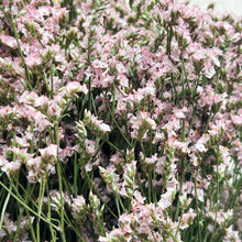 Load image into Gallery viewer, Dried Heather Bundle
