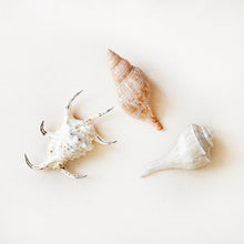 Load image into Gallery viewer, Vintage Conical Shells