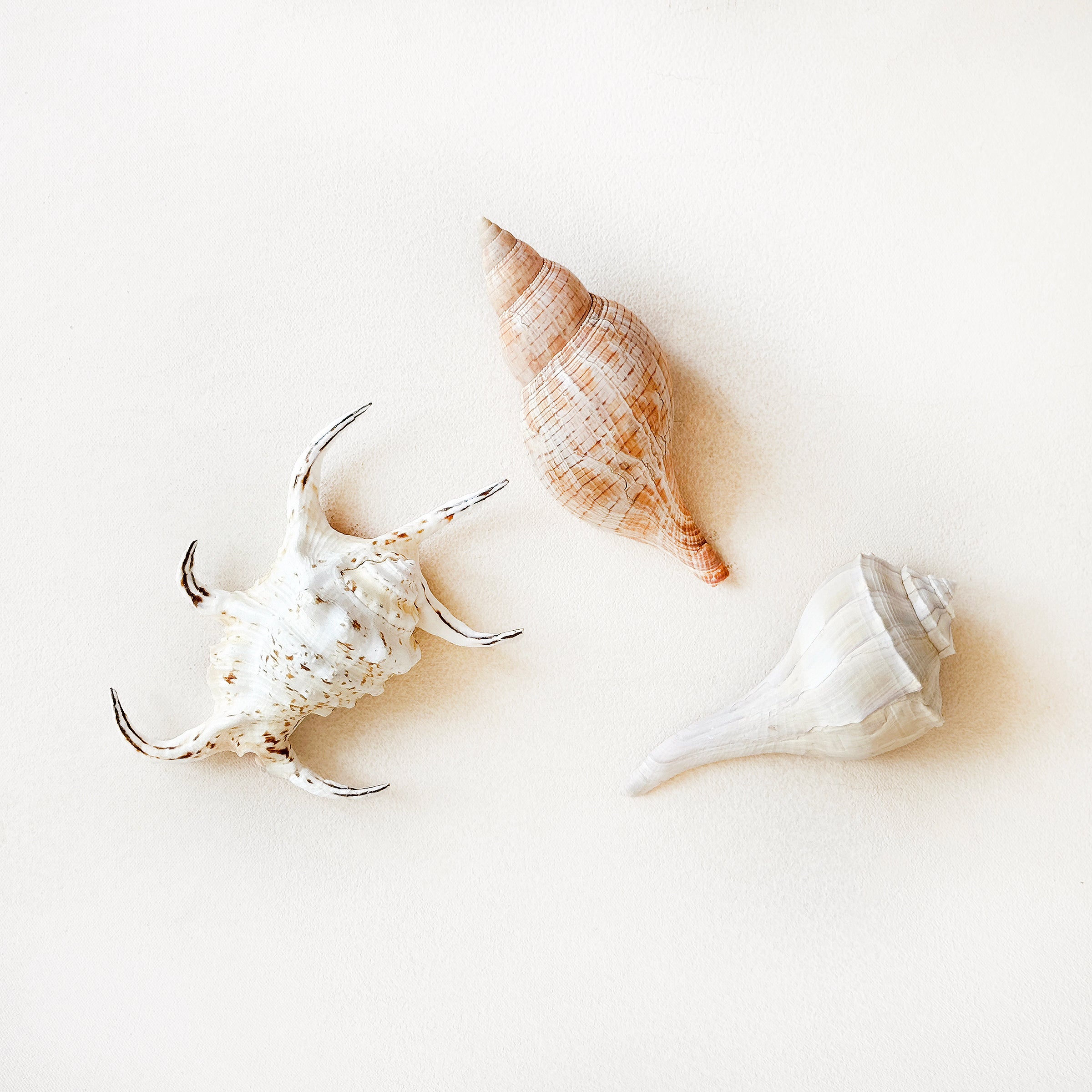 Vintage Conical Shells