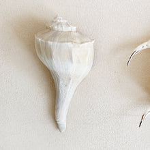 Load image into Gallery viewer, Vintage Conical Shells