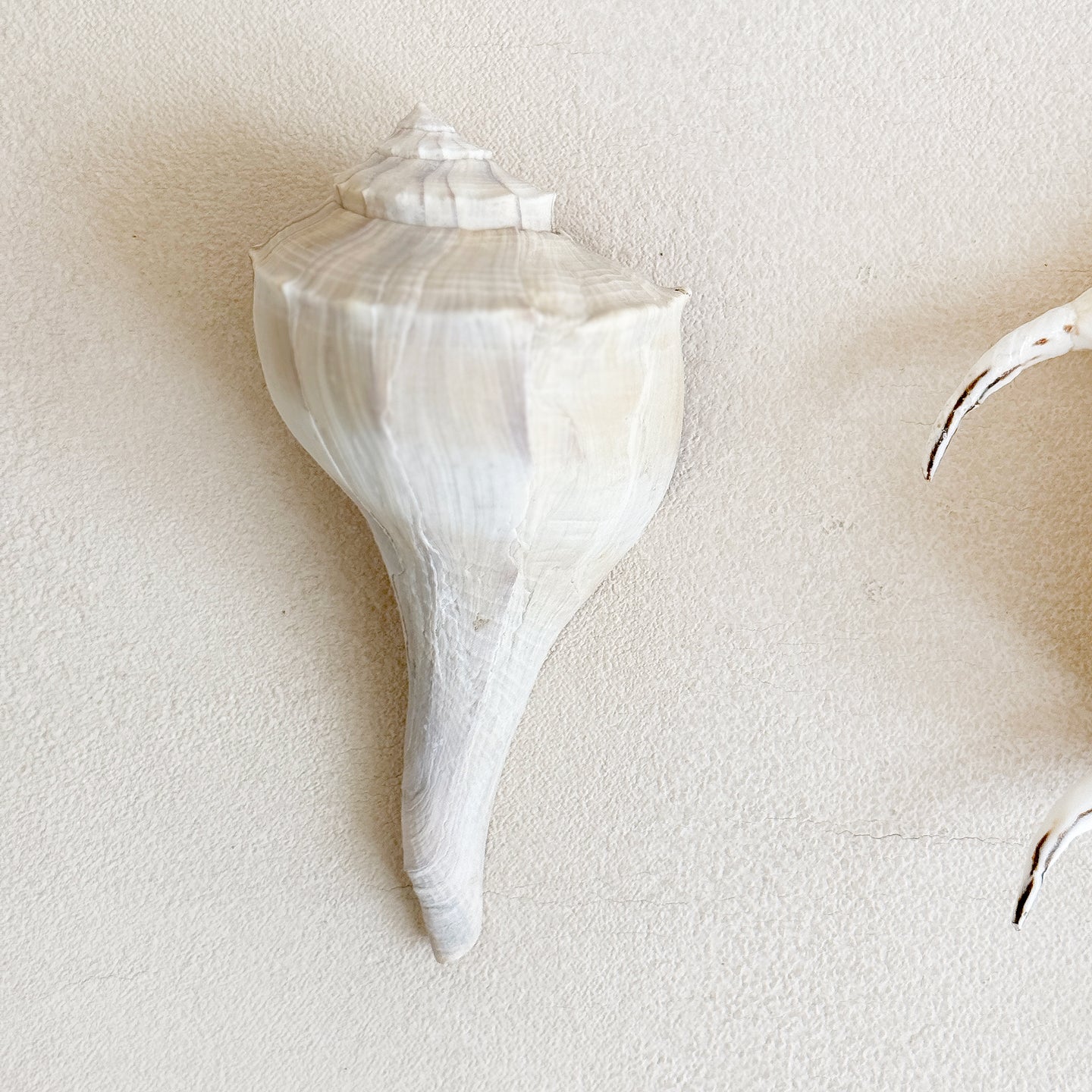 Vintage Conical Shells