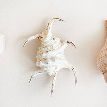 Load image into Gallery viewer, Vintage Conical Shells