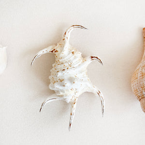 Vintage Conical Shells